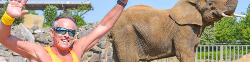 elephant.jpg