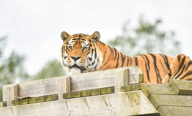 tiger.jpg