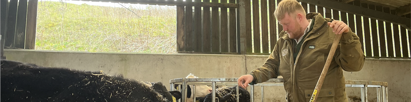 Farmer Kaleb with cows in a barn.png